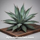 Agave