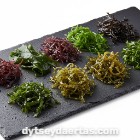 Agar