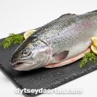 Steelhead trout