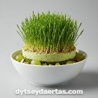 Wheatgrass Practical Dessert