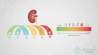 Chronic Kidney Disease (CKD) Stages and Nutrition Spectrum